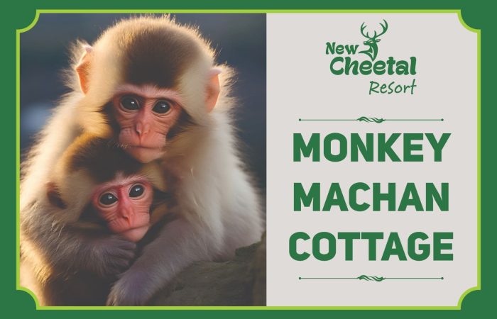 Monkey Machan Vottage (1)